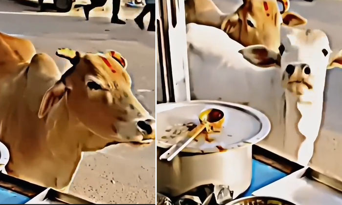  Woman Giving Roti To Street Cows Viral Video, Viral News, Cows, Rotis, Stray-TeluguStop.com