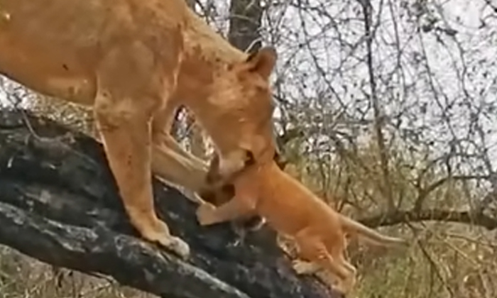  Watch A Viral Video Of How A Lion Trains Its Cubs For Hunting, 6 Tiny, Lion Cubs-TeluguStop.com
