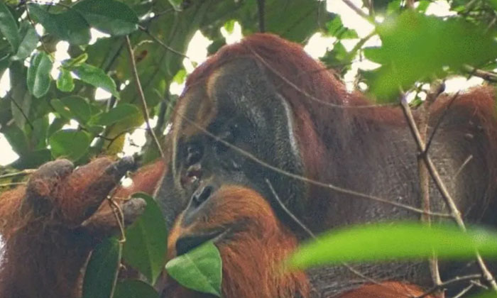 Telugu Akar, Animals, Gunungleuser, Indonesia, Orangutan-Telugu NRI