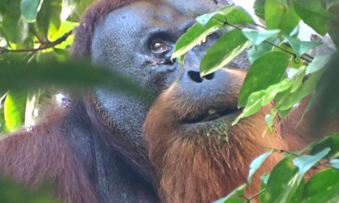 Telugu Akar, Animals, Gunungleuser, Indonesia, Orangutan-Telugu NRI