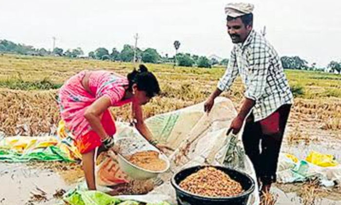  Due To Untimely Rain, The Farmer Suffered Huge Losses , Grain , Farmers , Me-TeluguStop.com