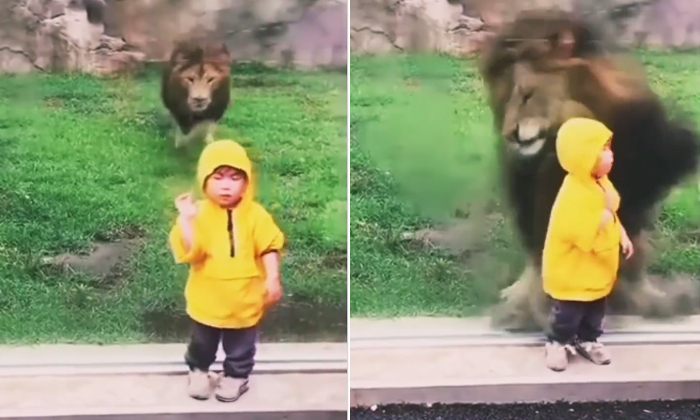  Lion Surprise Attack Baby Child At Zoo Video Viral Details, Lion Surprise Attack-TeluguStop.com