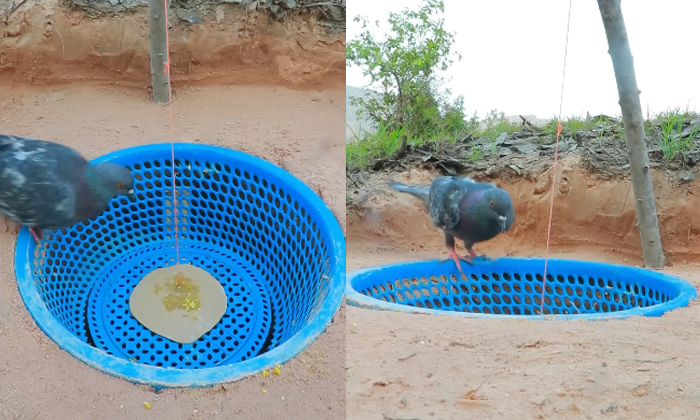  Man Prepares Amazing Trap To Catch Pigeons Video Viral Details, Viral Video, Soc-TeluguStop.com