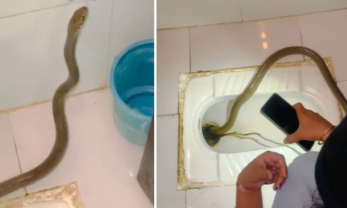  Strange Noise In The Toilet Is It A 10 Feet Big Snake, Snake, Toilet, Maharasht-TeluguStop.com