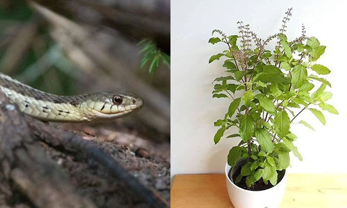  How To Keep Snakes Away From The House? Snakes, Life Style, Simple Tips, Summer,-TeluguStop.com