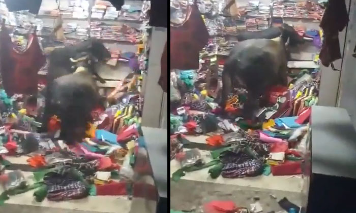  Viral Video: The Bulls That Ran Into The Clothes Shop.. In The End, Viral Video-TeluguStop.com