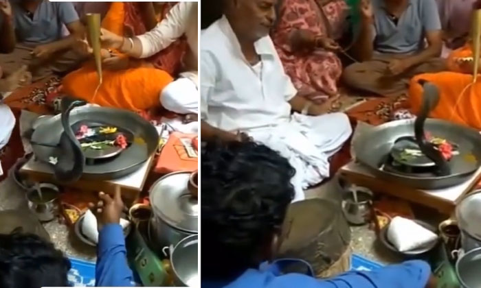  Viral Video: Family Directly Worshiping The Live Snake, Viral Video, Social Med-TeluguStop.com