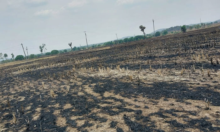  Blown Fire Embers. Hundreds Of Acres Of Grass Burned-TeluguStop.com