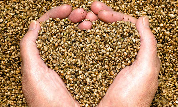  Amazing Health Benefits Of Eating Hemp Seeds Details, Hemp Seeds, Hemp Seeds He-TeluguStop.com