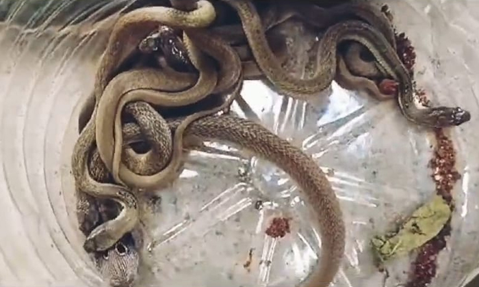  At Least 32 Snakes Found Inside House In Kothagudem District Video Viral Details-TeluguStop.com