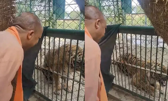  Cm Yogi Adityanath's Interaction With Wild Animals.. Video Viral, Yogi Adityanat-TeluguStop.com