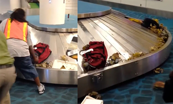 Crabs Invade Airport Baggage Claim Shocking Travelers Video Viral Details, Crabs-TeluguStop.com