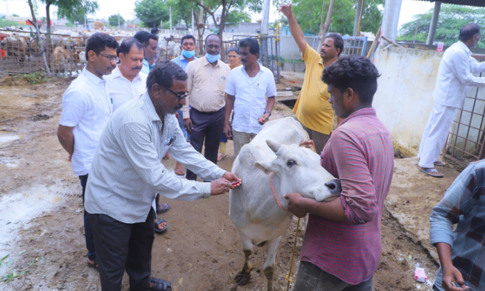  Department Of Animal Husbandry Organized A Mega Medical Camp For Heifers In Raja-TeluguStop.com