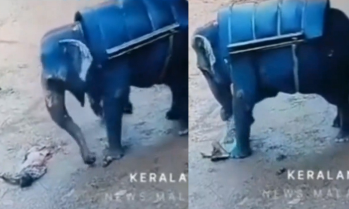  Elephant Mercilessly Tramples Mahout To Death At Safari Centre In Kerala Video V-TeluguStop.com