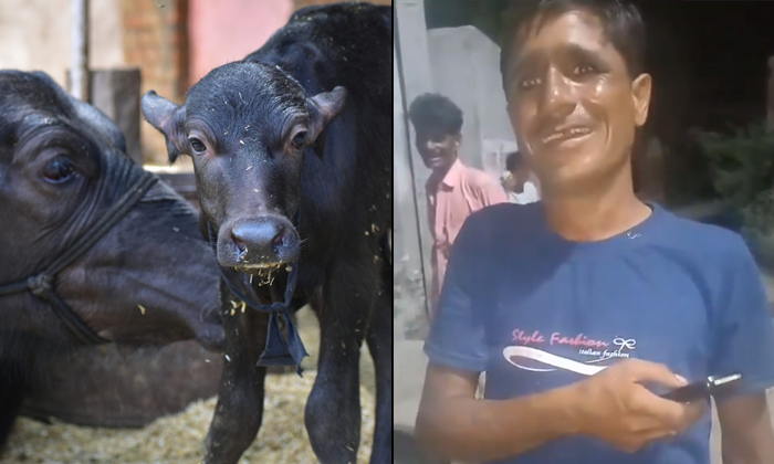  Farmer Dials Cops After Buffalo Gives Birth To Calf In Amroha Video Viral Detail-TeluguStop.com