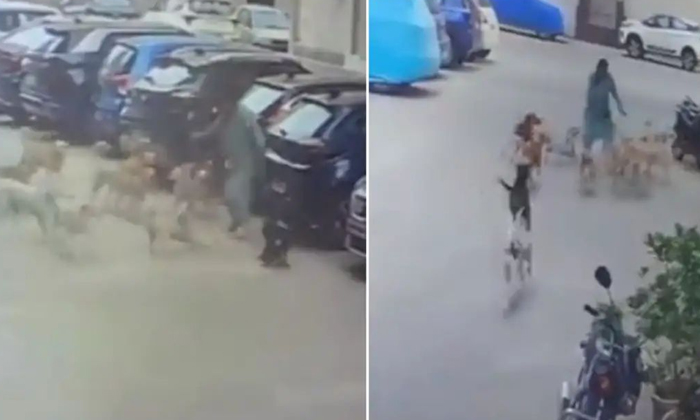  Hyderabad Woman Staves Off Attack By Stray Dogs With Slippers Video Viral Detail-TeluguStop.com