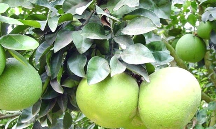 Telugu Citrus Fruit, Fruits, Tips, Latest, Pamparapanasa-Telugu Health