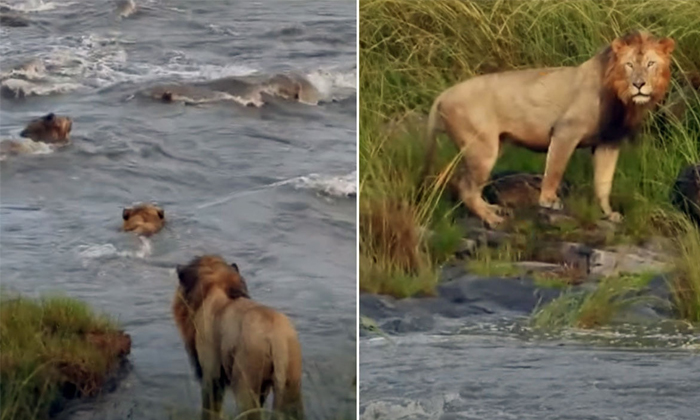  Lions Tackle Raging River In Dramatic Video Viral Details, Video Of Male Lions,-TeluguStop.com