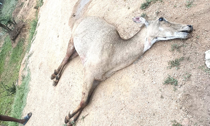  Nilgai Antelope Died In Dog Attack, Nilgai Antelope, Died , Dog Attack, Nilgai A-TeluguStop.com