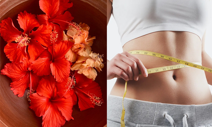  Red Hibiscus Will Help To Lose Weight Quickly Details, Red Hibiscus, Weight Los-TeluguStop.com