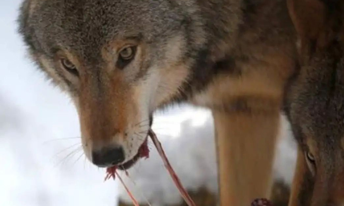  Scary Incident In France Wolves Attack A Woman Staying In A Luxury Lodge, Arctic-TeluguStop.com
