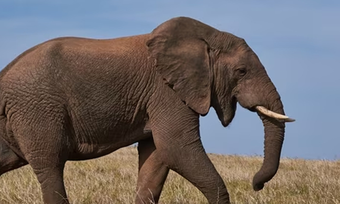  Shocking Incident In Zambia Forest Safari Elephant Killed Tourist, Horrific Inci-TeluguStop.com