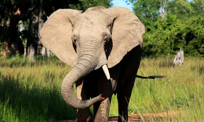Telugu Elephant Attack, Forest Safari, Horrific, Nri, Zambiaforest, Zambia-Telug