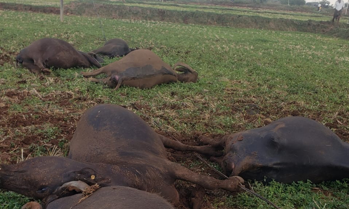  Six Buffaloes Died Due To Electric Shock, Electric Shock , Six Buffaloes-TeluguStop.com