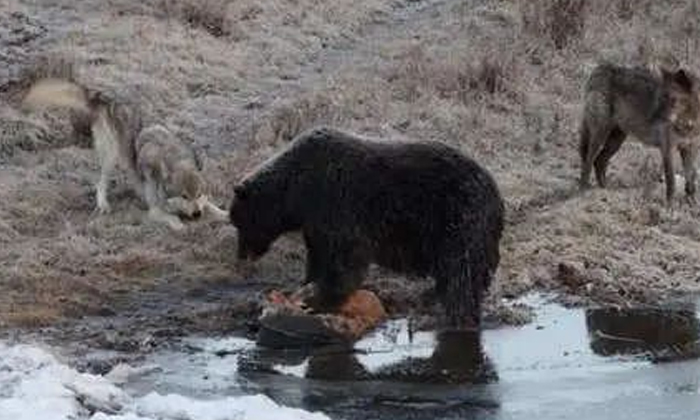  The Video Shows How This Wolf Kills A Bear For Meat, Viral Video, Bear, Wolf, Ca-TeluguStop.com