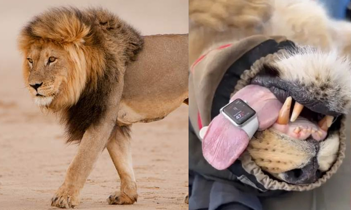  Vets Are Using The Apple Watch To Monitor The Heart Rate Of Lions Details, Austr-TeluguStop.com