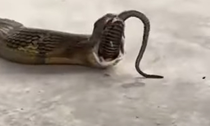  Viral Video King Cobra Swallows Three Snakes At Once, Viral Video, Social Media,-TeluguStop.com