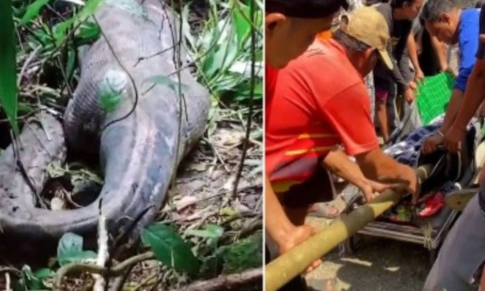 , The Python That Swallowed The Woman Is Heart Breaking, Viral News, Python, Py-TeluguStop.com