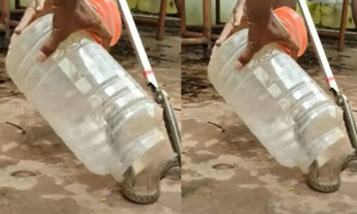  Viral Video Of Kasta Killing A Difficult Snake, Snake, Viral Video, Viral Latest-TeluguStop.com