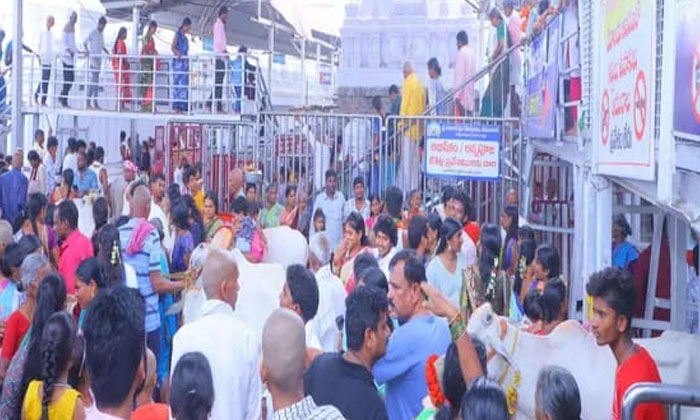  Crowd Of Devotees In Rajanna Temple, Devotees , Rajanna Temple , Vemulawada Ra-TeluguStop.com