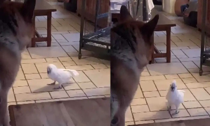  Viral Video: Parrot That Scared The Dog.. How It Happened, Viral Video , Social-TeluguStop.com