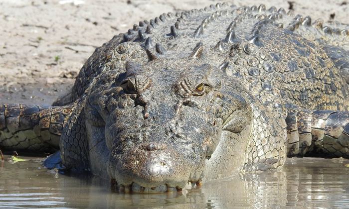 Telugu Australia, Crocodile, Crocodile Feast, Dogs, Dogs Crocodile, Gun, Village