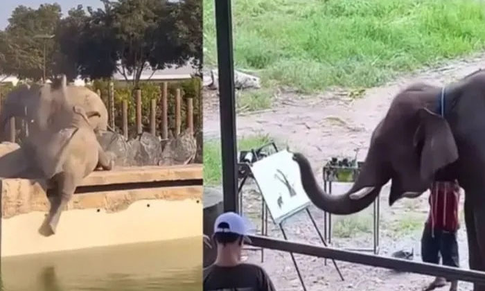  Viral Video Even Among Animals This Jealousy Viral On Social Media, Elephant ,ta-TeluguStop.com