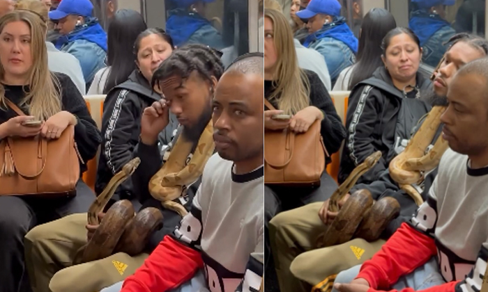  Man Carrying Python In Crowded Metro Train See Public Reaction Video Viral Detai-TeluguStop.com