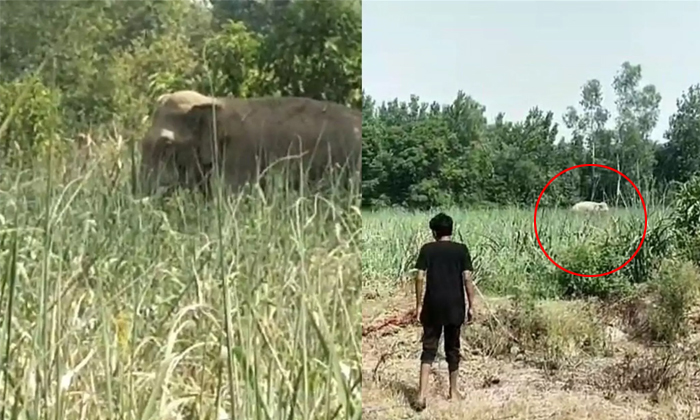  Man Died While Making Reel With Elephant In Uttar Pradesh Video Viral Details, V-TeluguStop.com
