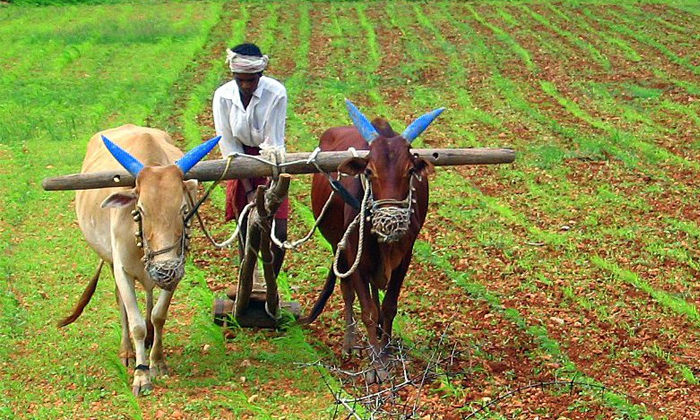  Mrigasira Karthi Today Farmers Are Engaged In Agricultural Work, Mrigasira Karth-TeluguStop.com