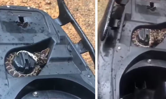  , If You See Where This Snake Licked The Scooter , Python, Scooter's Petrol Tank-TeluguStop.com