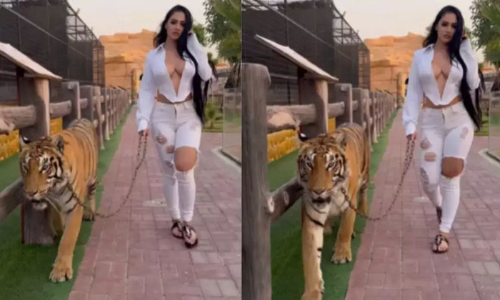  A Women Walking With Pet Tiger Viral On Social Media, Social Media Star, Nadia-TeluguStop.com