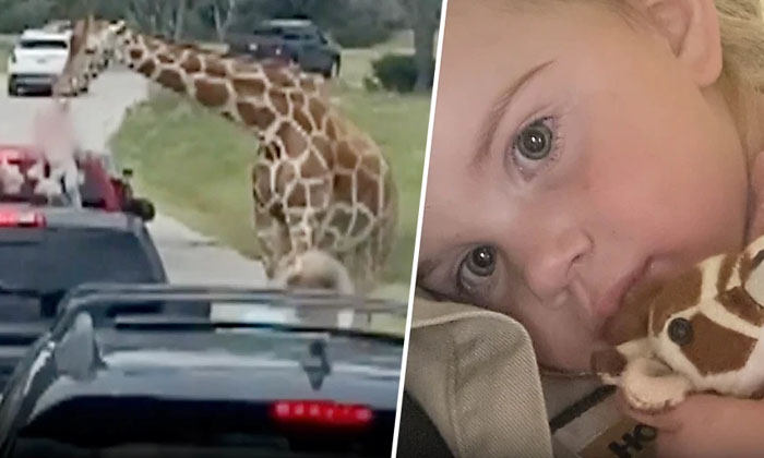  Viral Video: Giraffe Lifts Two-year-old Child At Once Finally , Social Media,-TeluguStop.com