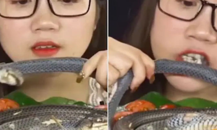  South Korean Girl Who Chewed And Ate A Live Snake.. Video Viral , Snakes, Horrif-TeluguStop.com
