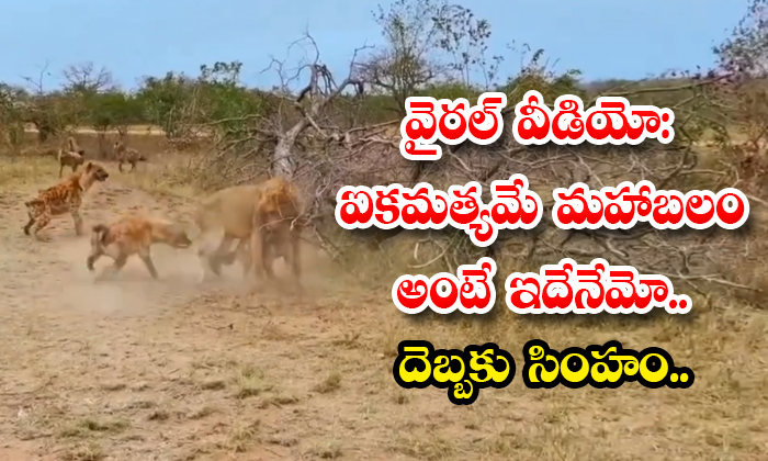 వైరల్ వీడియో: ఐకమత్యమే మహాబలం అంటే ఇదేనేమో.. దెబ్బకు సింహం..