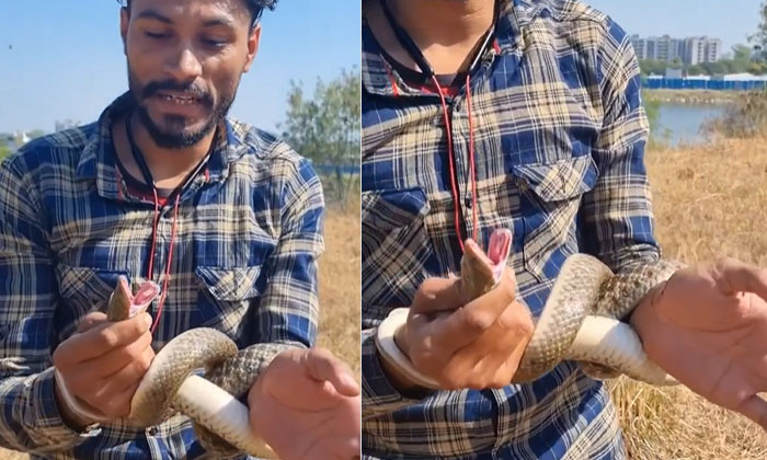  Viral Video: A Snake That Bit A Man While Being Caught In The End Viral Video,-TeluguStop.com