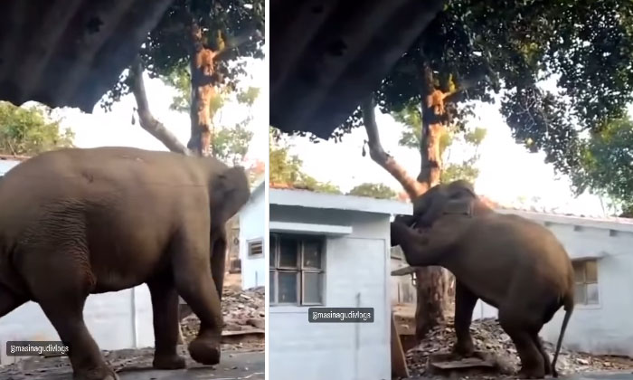  Video Viral: An Elephant Climbing The House Together For Them, Viral Video, Soc-TeluguStop.com