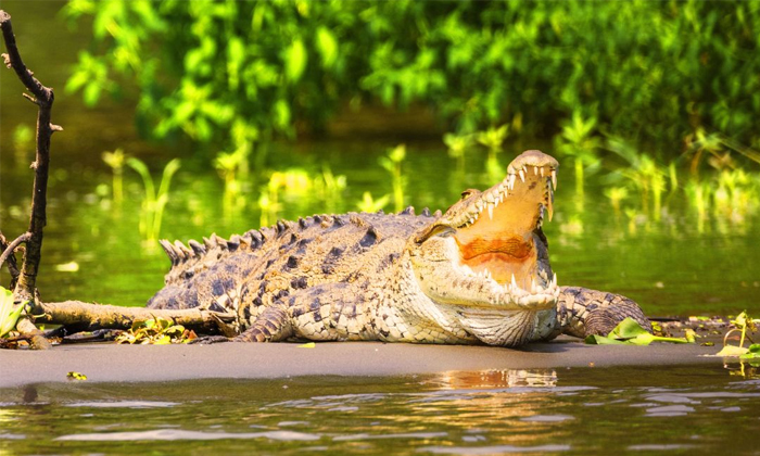  12-year-old Girl Killed By Crocodile While Swimming In Australian Creek Details,-TeluguStop.com