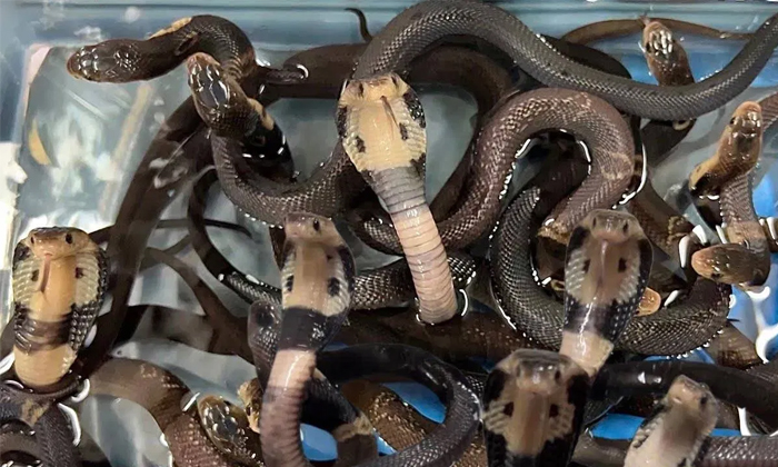  16 King Cobras With 32 Snake Eggs Found In Home In Bihar Video Viral Details, Bi-TeluguStop.com