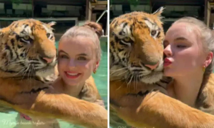  A Video Of A Californian Woman Swimming In A Swimming Pool With A Tiger Has Gone-TeluguStop.com